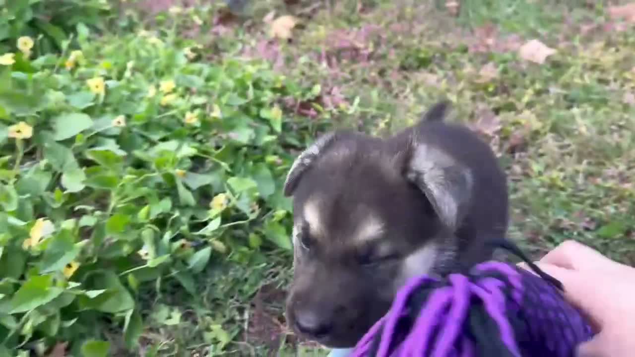 German Shepherd dogs for sale: Obsidian  - Video 2