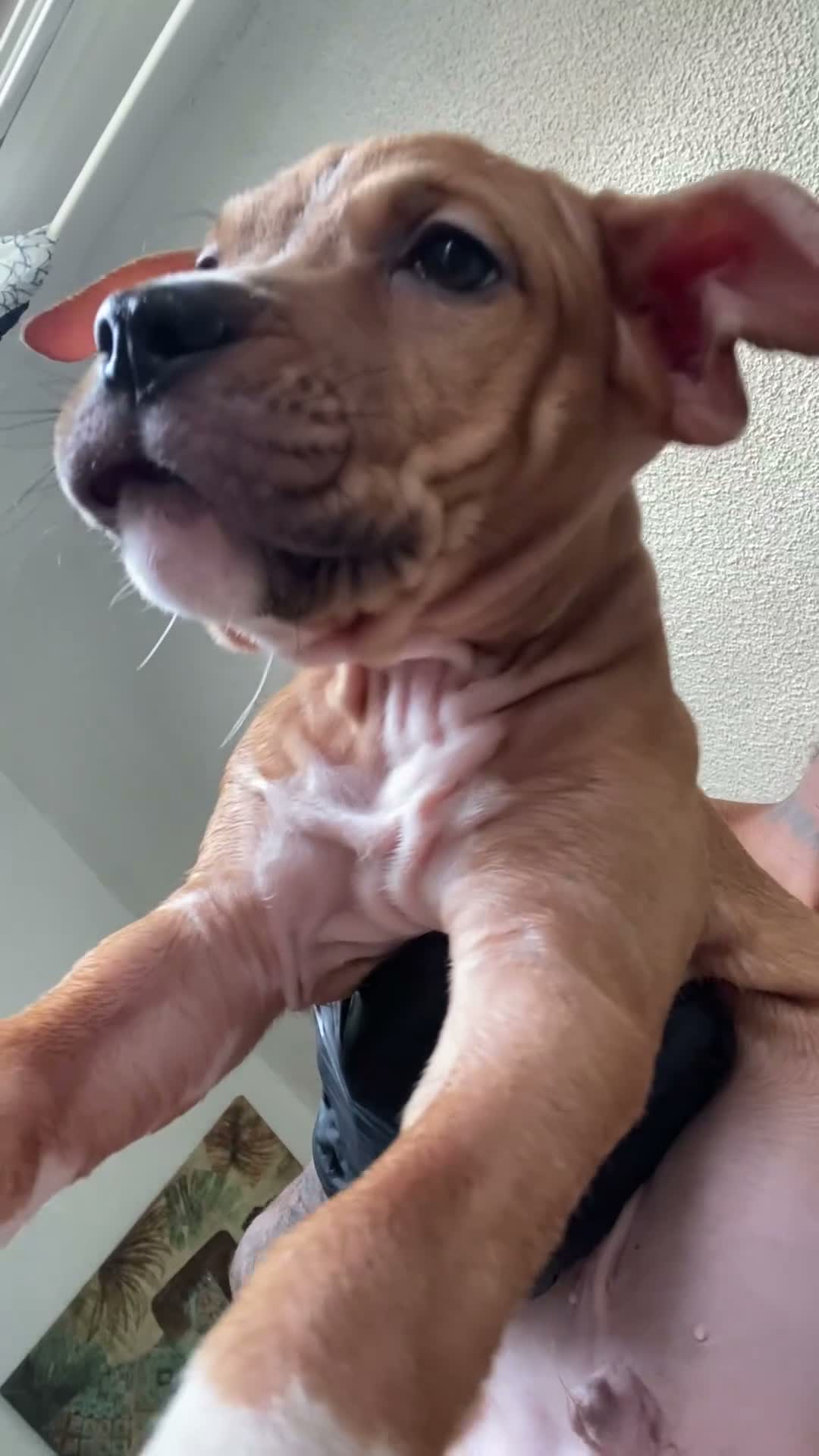 American Bully dogs for sale: American Bully 3 - Video 1