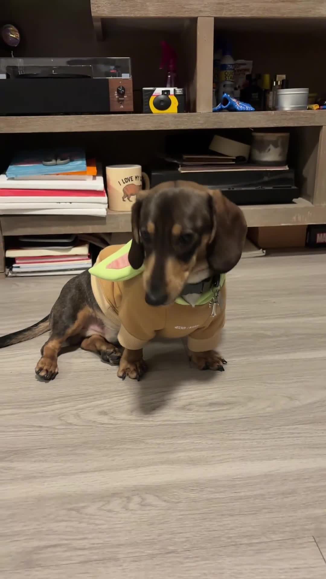 Miniature Dachshund dogs for stud: Oatie litter - Video 2