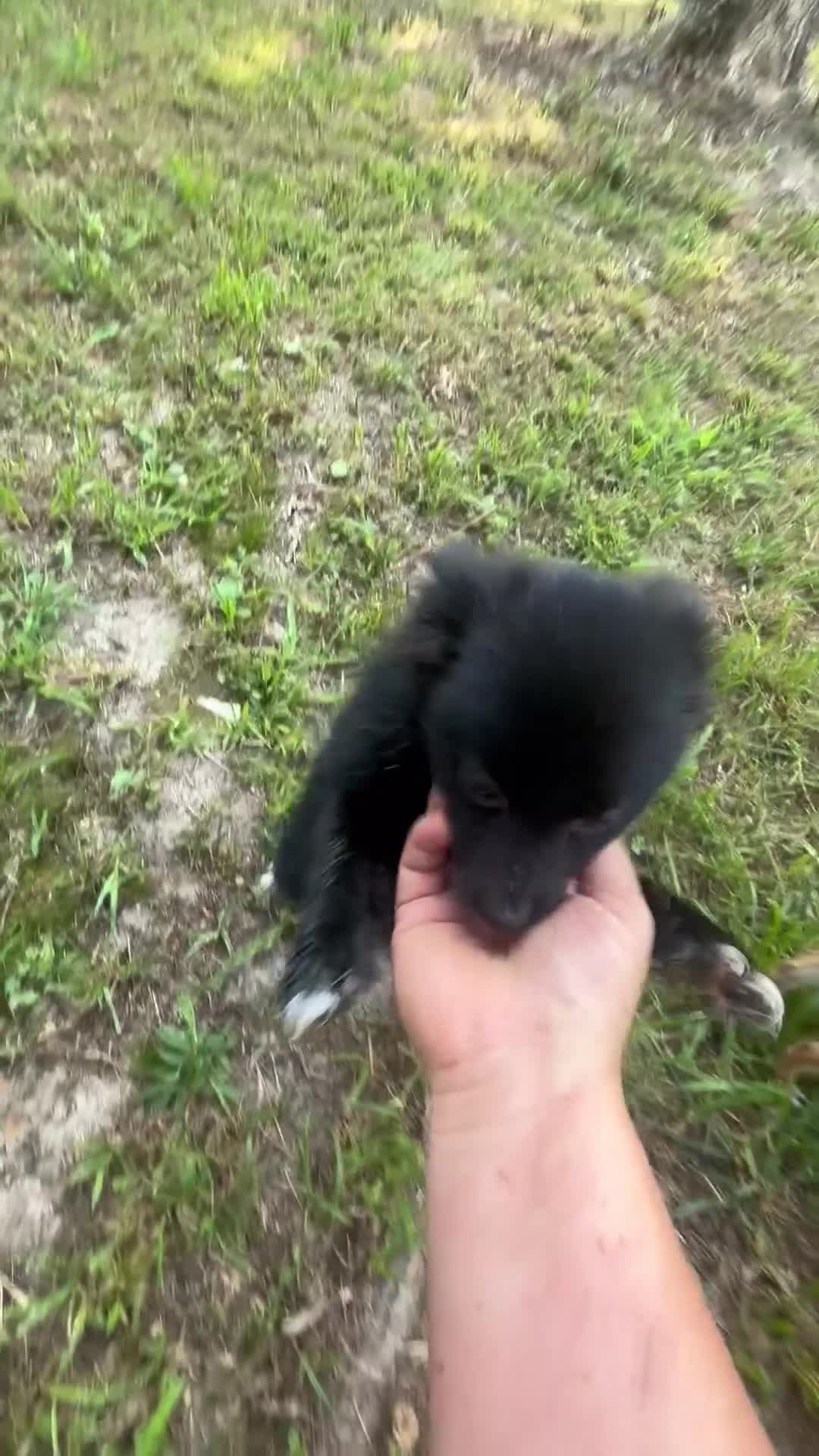 Pomeranian dogs for sale: Rosie  - Video 2