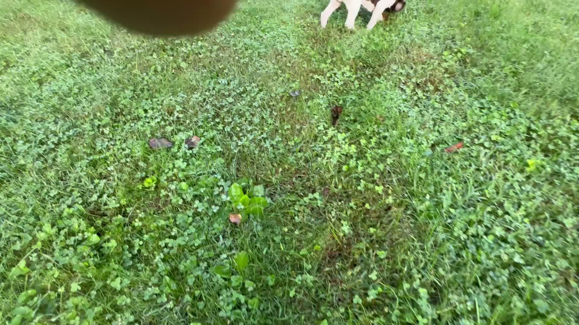 German Shorthaired Pointer dogs for sale: Julie - Video 1