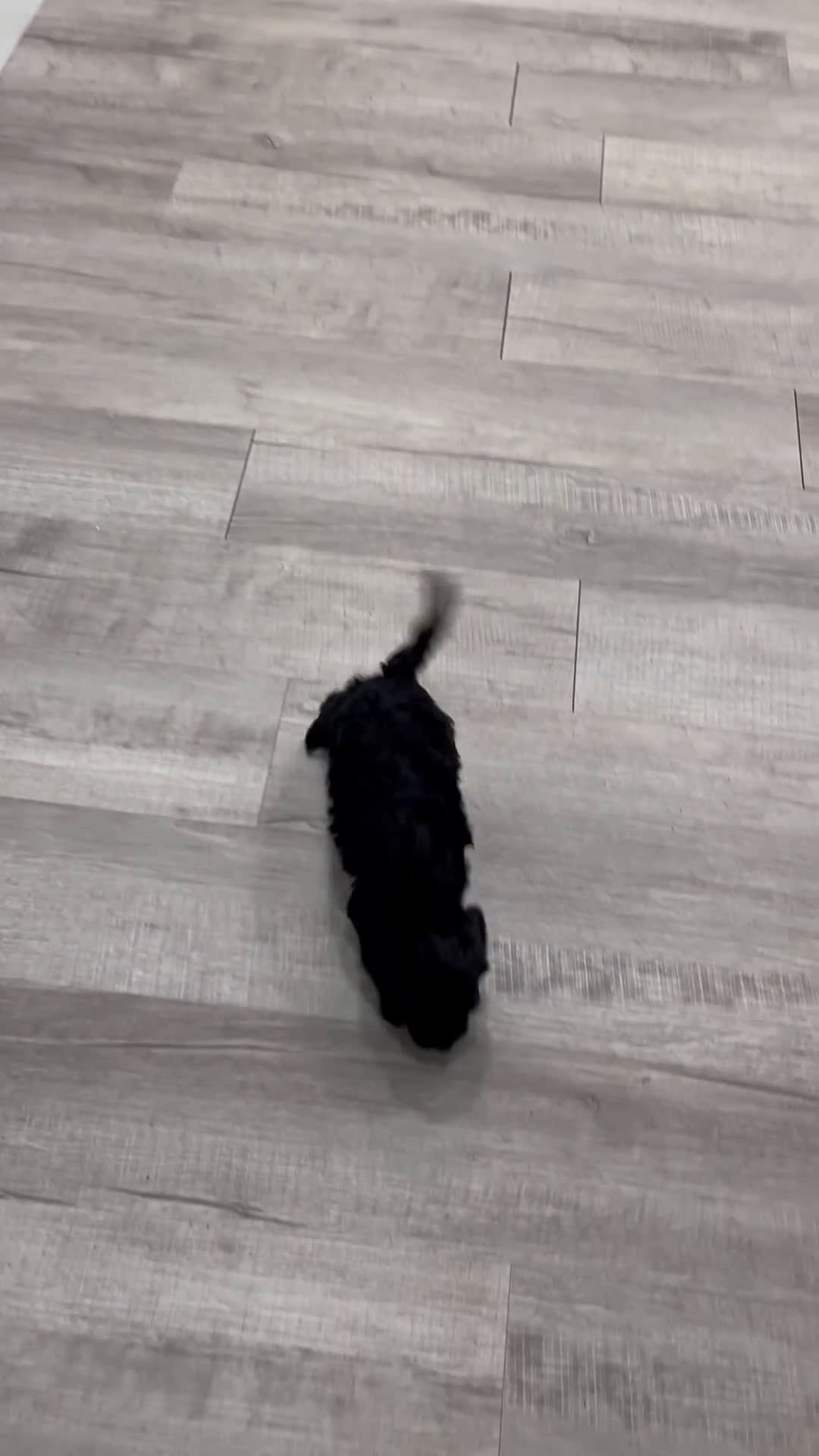 Cavapoo dogs for sale: Shadow - Video 1