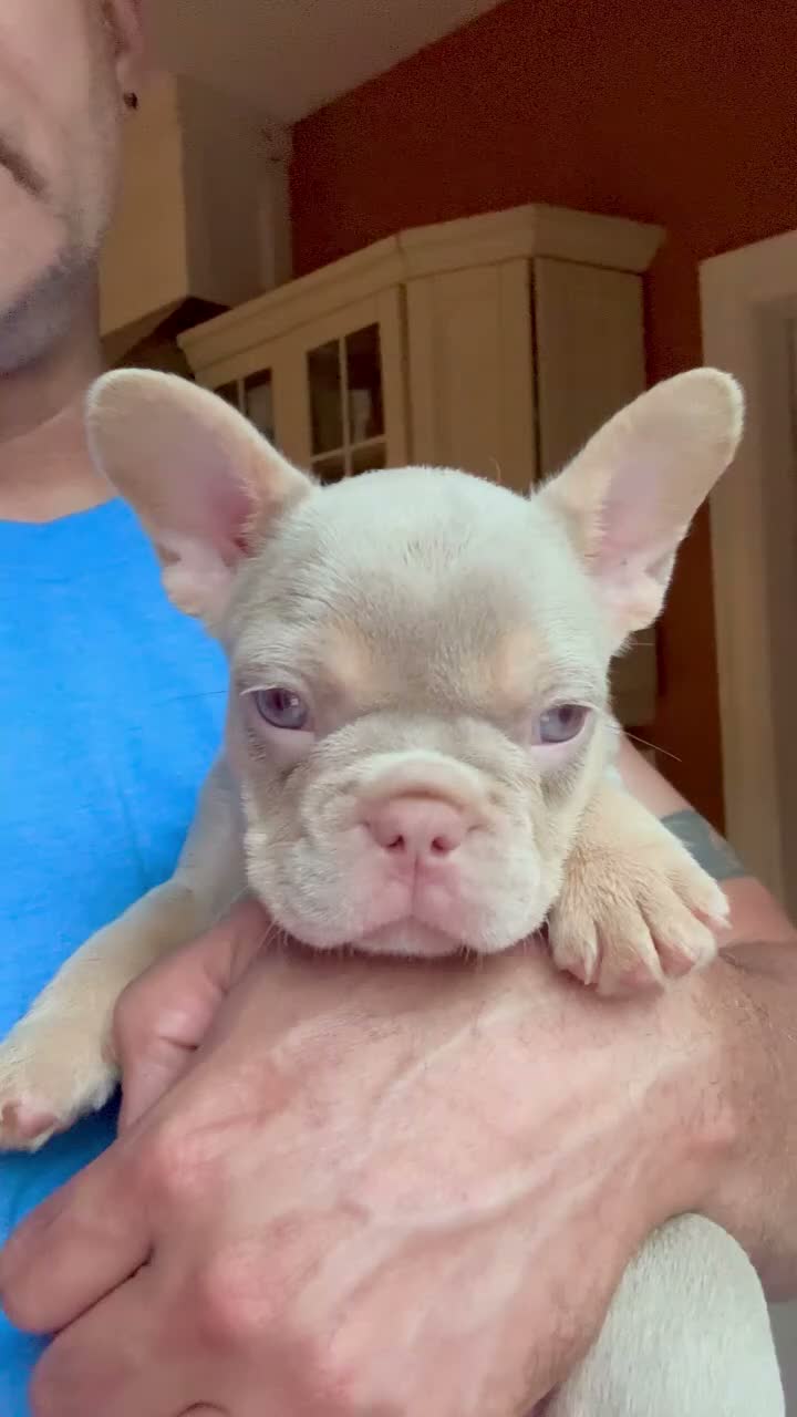 French Bulldog dogs for sale: Hera - Video 1