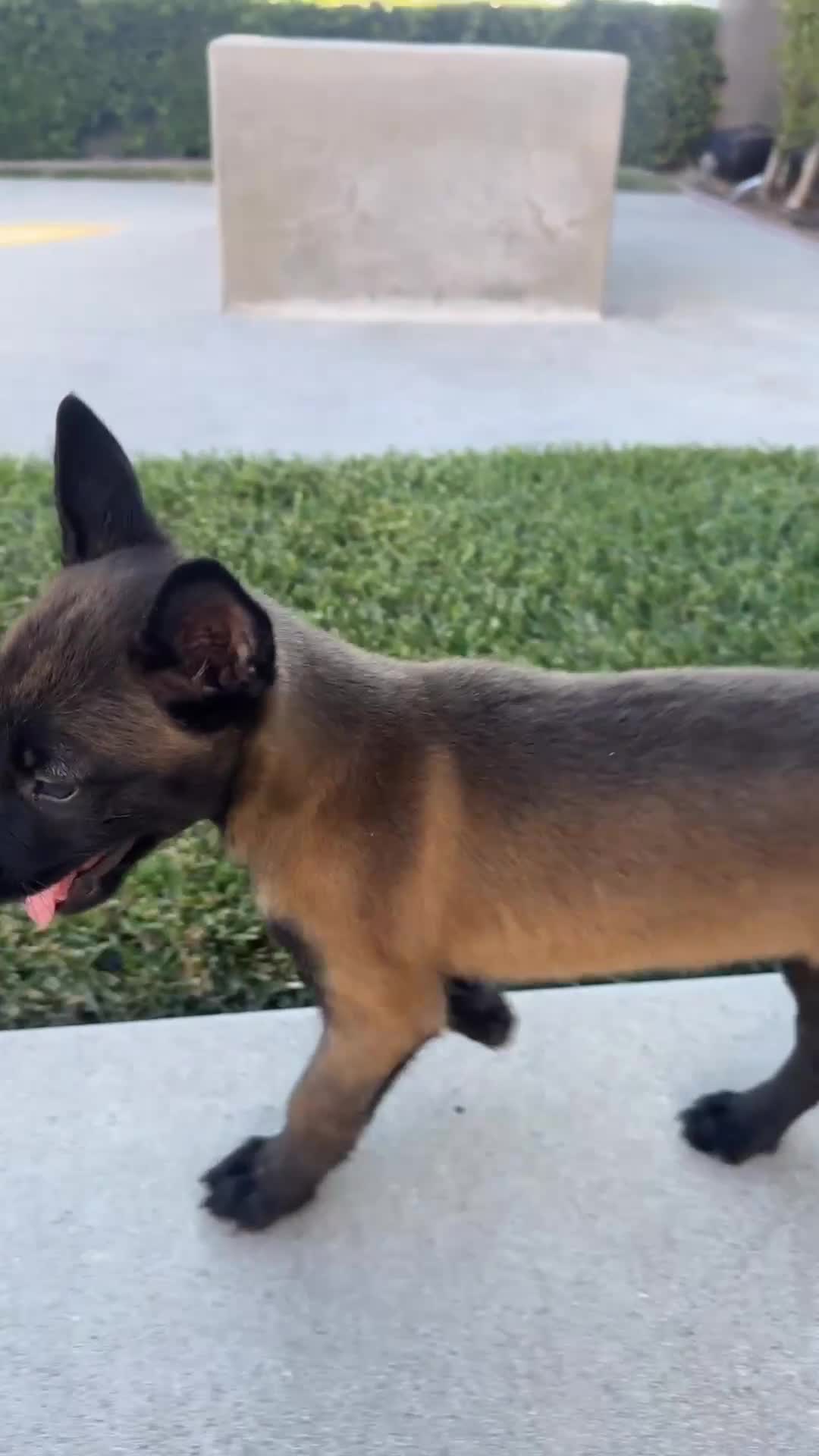 Belgian Malinois dogs for sale: Belgian Malinois 1 - Video 1