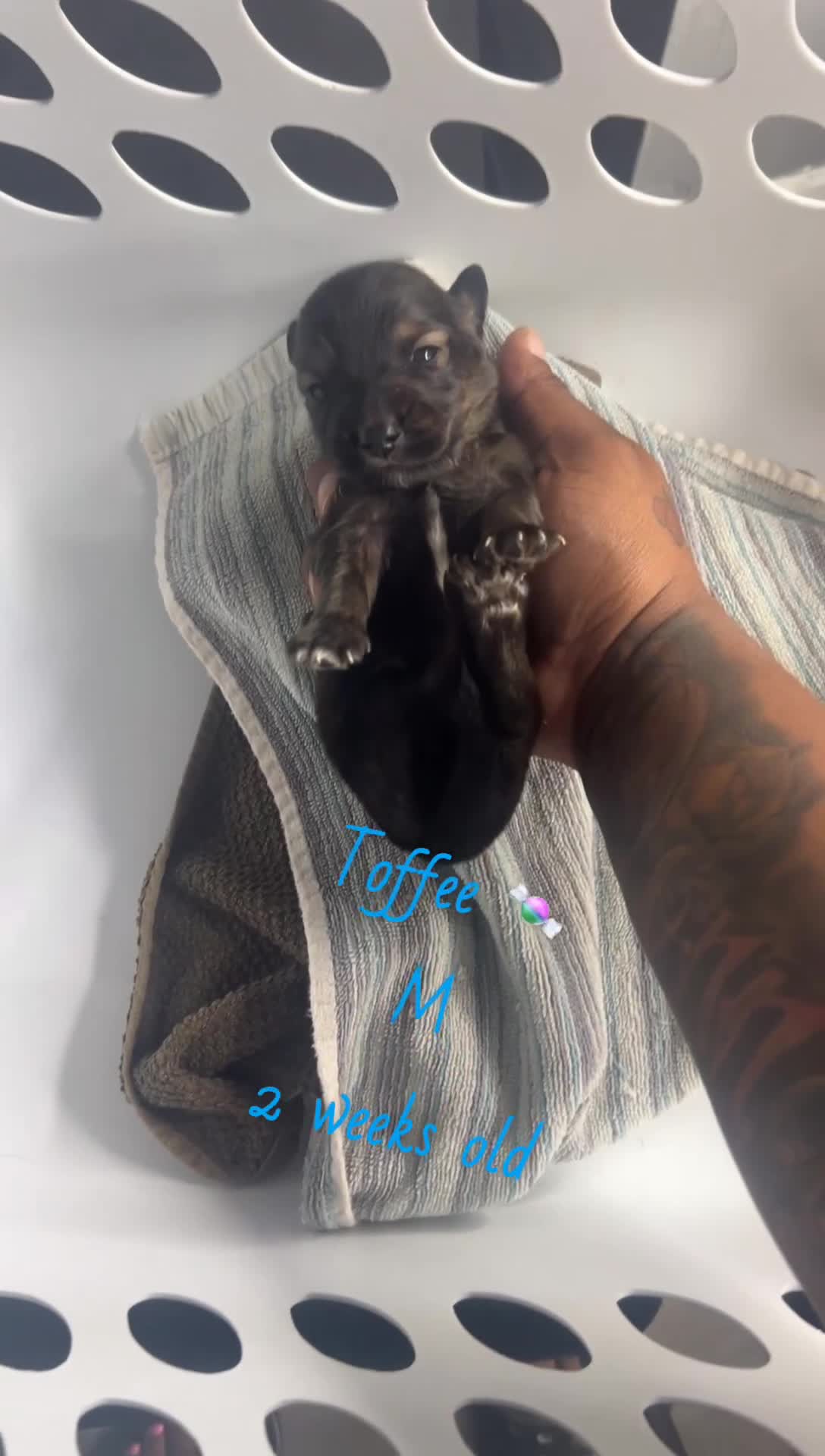 Mixed Breed dogs for sale: 🍬 Toffee - Video 1