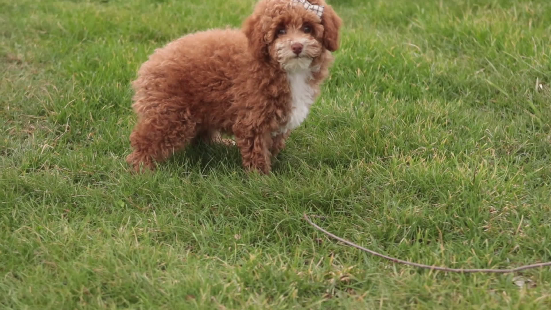 Miniature Poodle dogs for sale: Elenor - Video 1