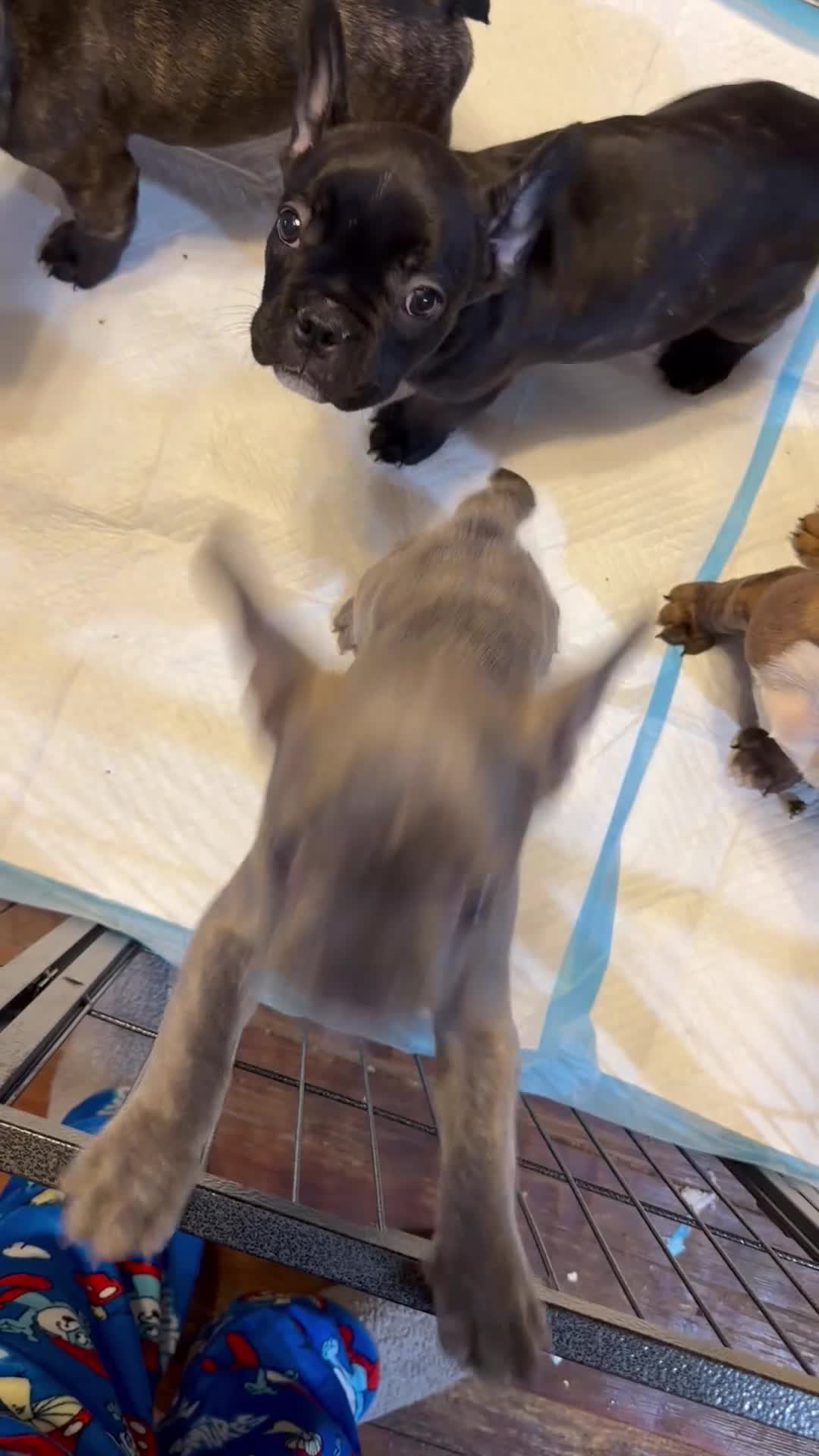 French Bulldog dogs for sale: Ava - Video 1