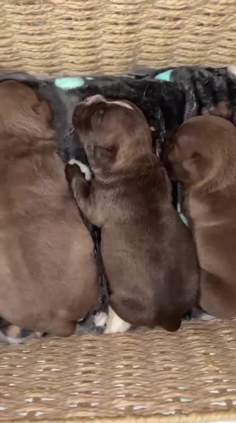 American Bully dogs for sale: American Bully 2 - Video 1