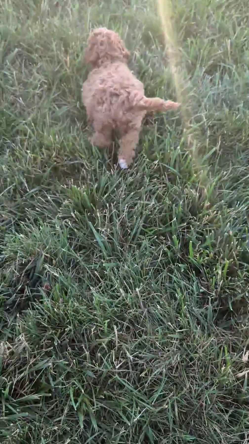Miniature Poodle dogs for sale: Honey - Video 1