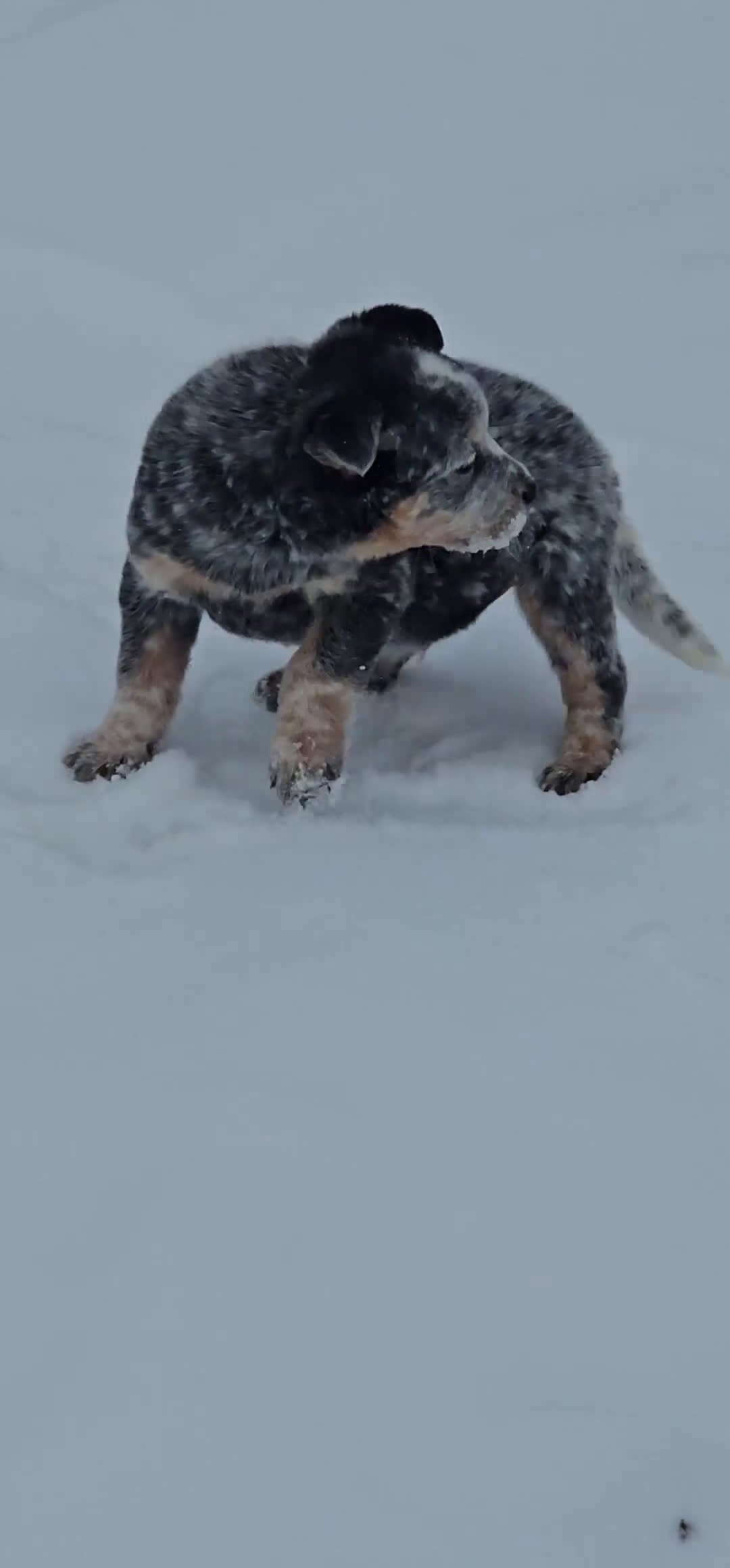 Australian Cattle Dog dogs for sale: Holly - Video 1
