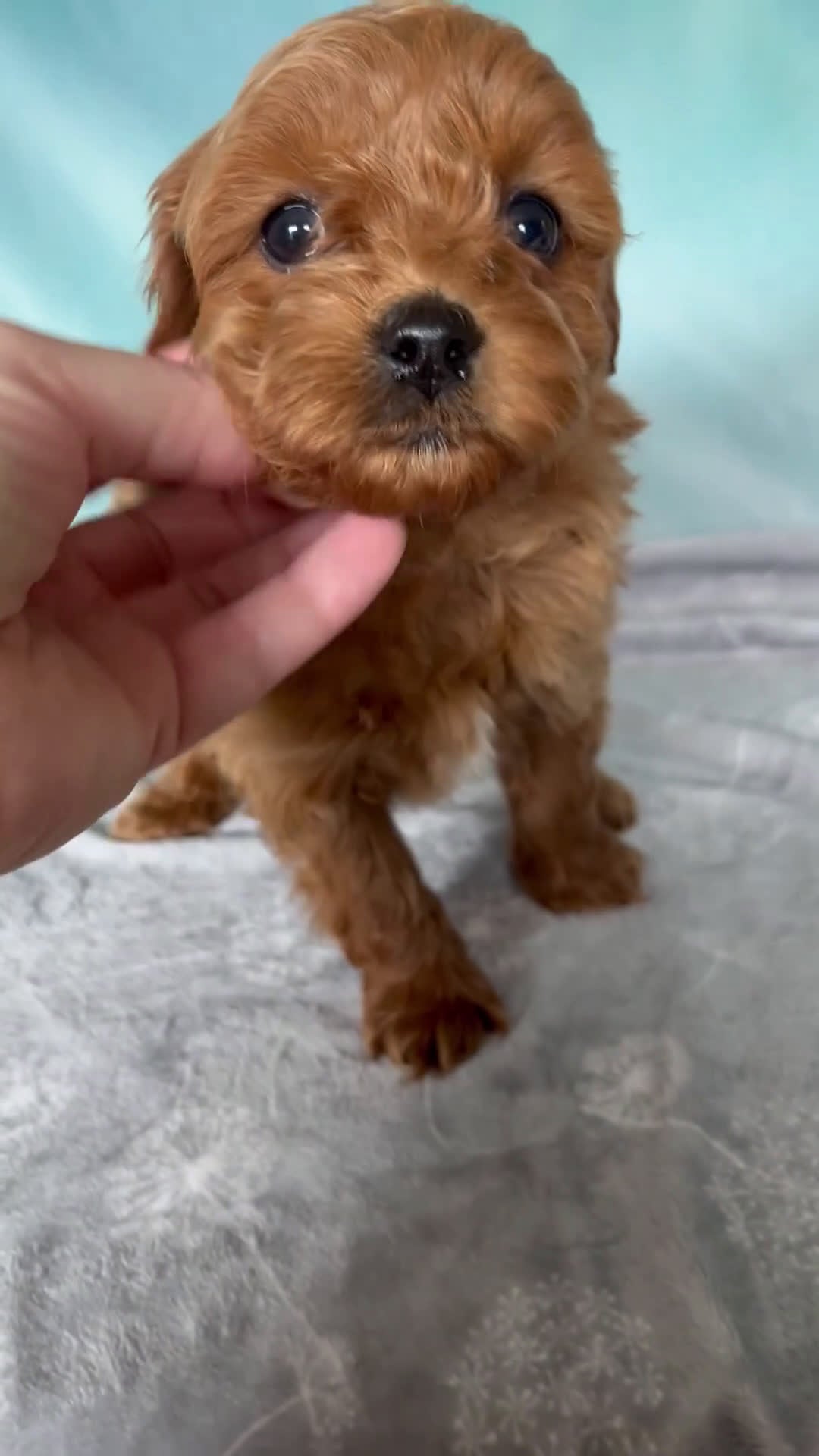 Cavapoo dogs for sale: Milo - Video 1