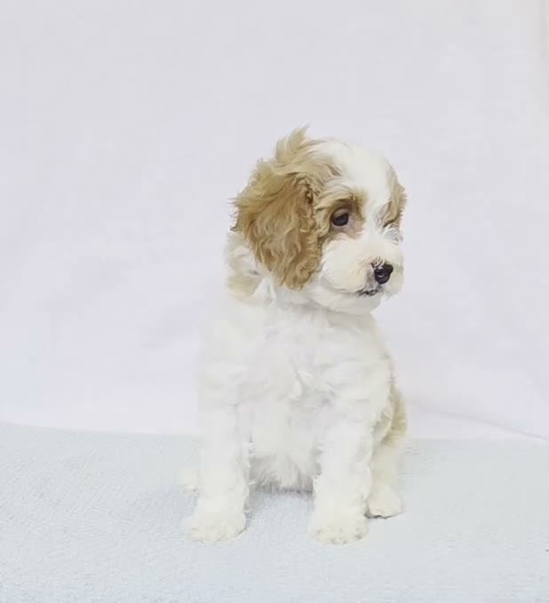 Cavapoo dogs for sale: Cupcake - Video 1