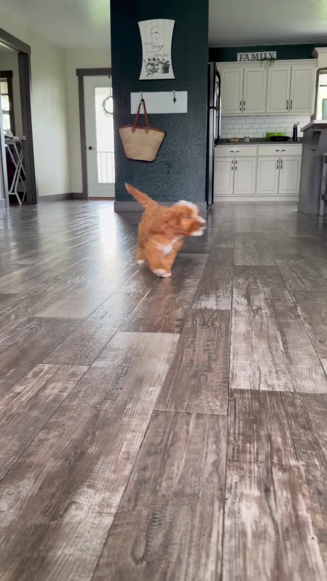 Cavapoo dogs for sale: Guss - Video 1