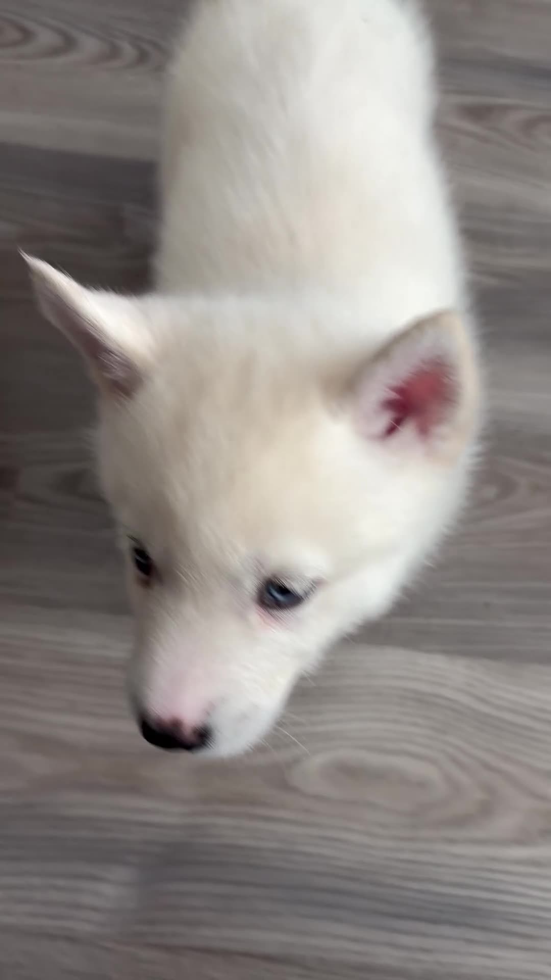 Pomsky dogs for sale: Hail - Video 1