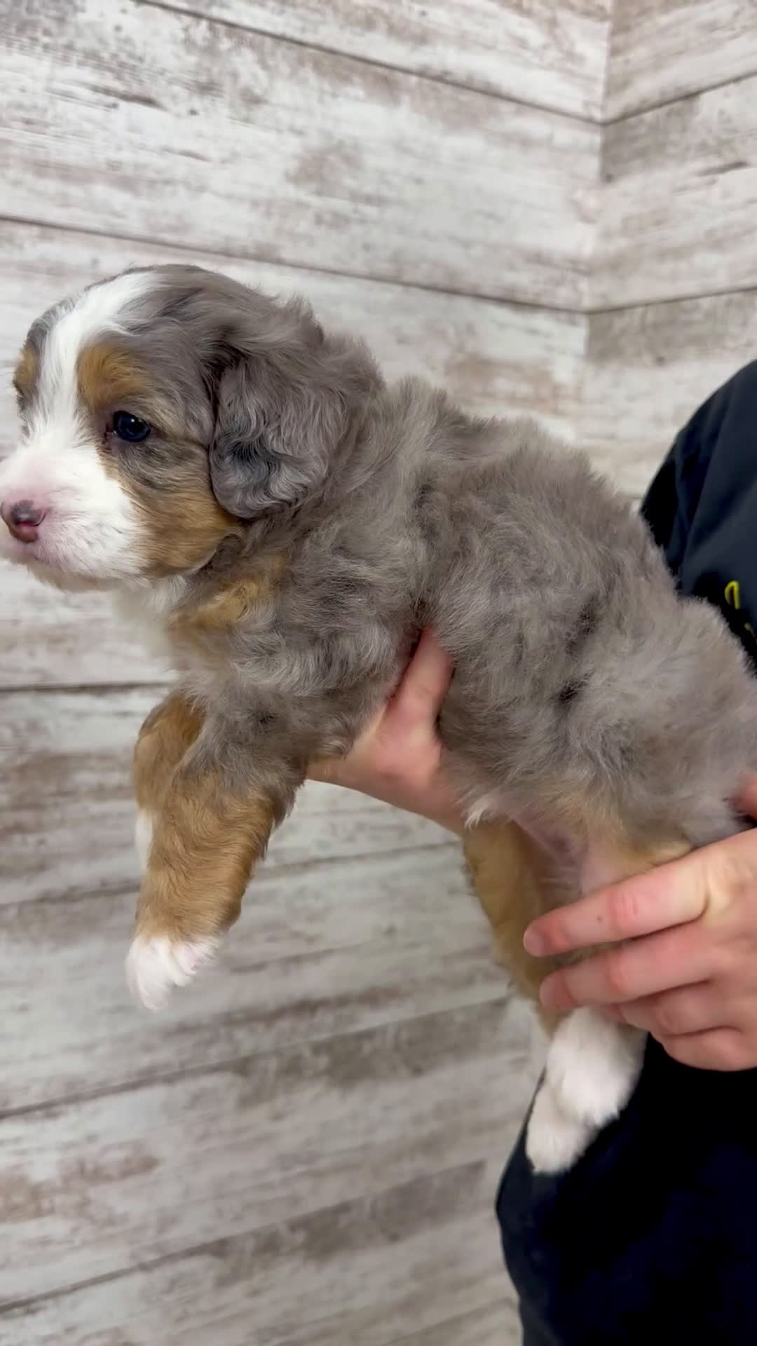 Mini Bernedoodle dogs for sale: Vince - Video 1