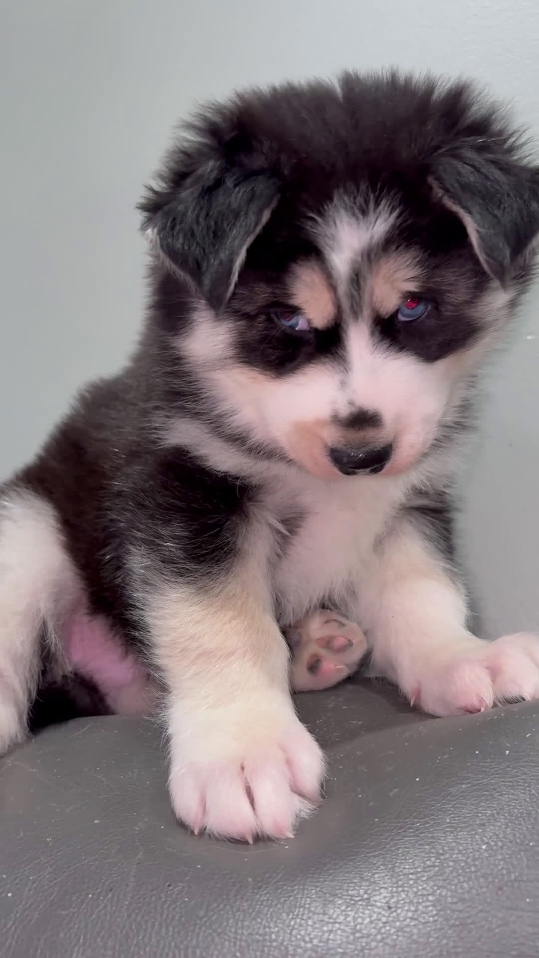 Siberian Husky dogs for sale: Siberian Husky Puppy 1 - Video 1