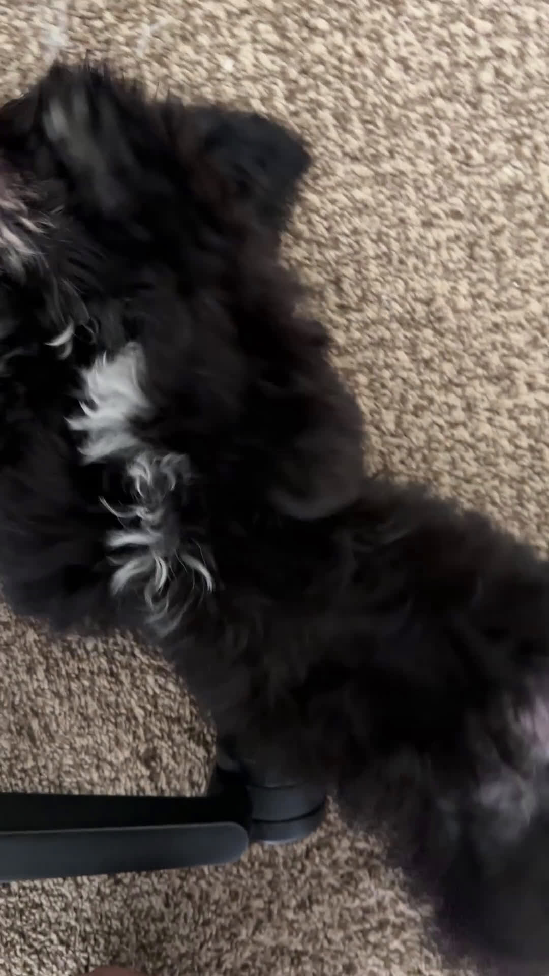 Mixed Breed dogs for sale: Mixed Breed Puppy 1 - Video 1