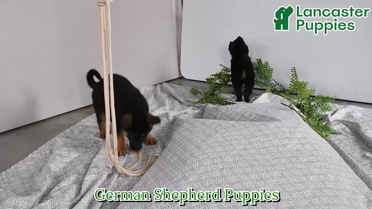 German Shepherd dogs for sale: Holly - Video 1