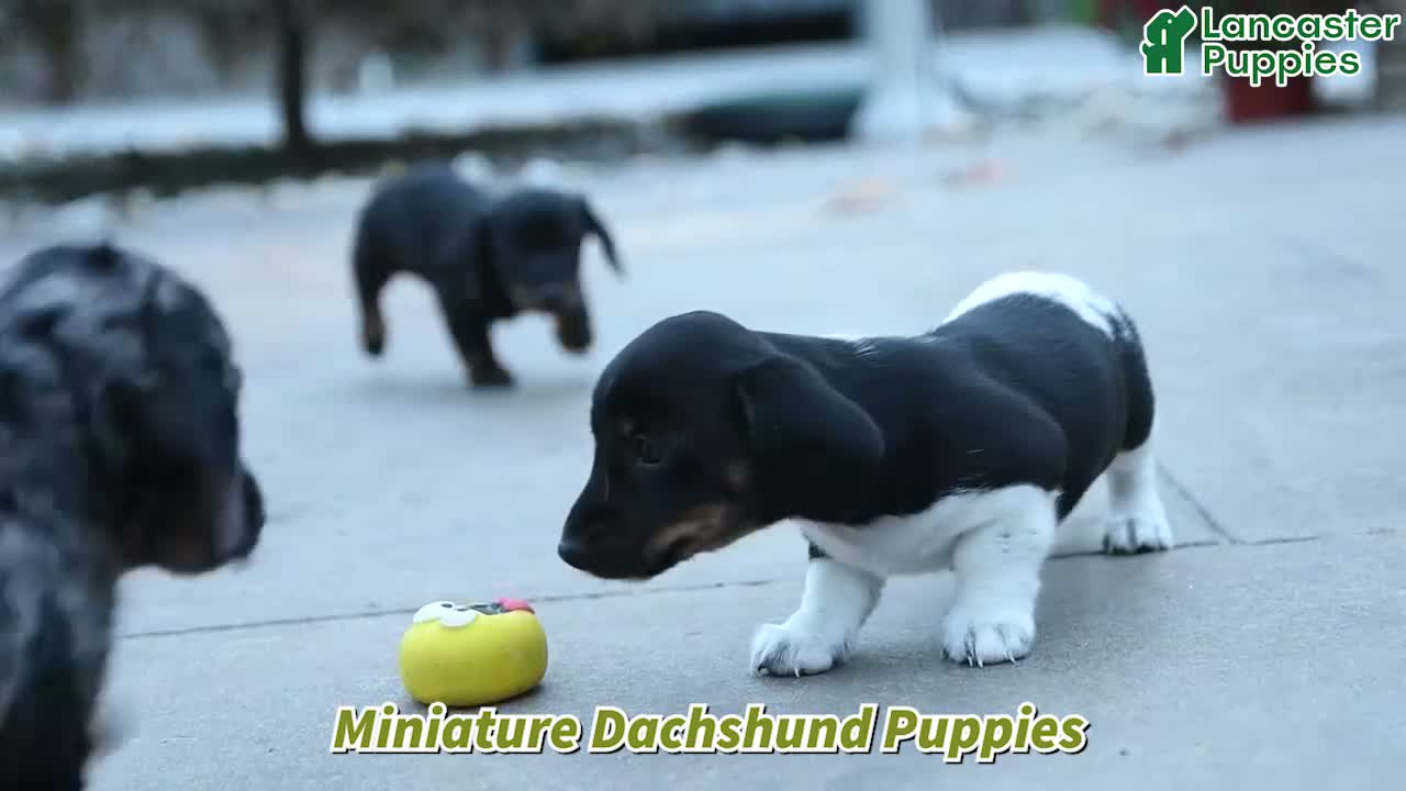 Miniature Dachshund dogs for sale: Louie - Video 1