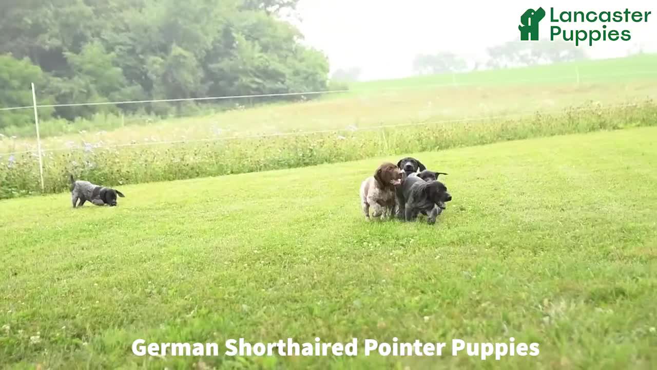 German Shorthaired Pointer dogs for sale: Dixie - Video 1