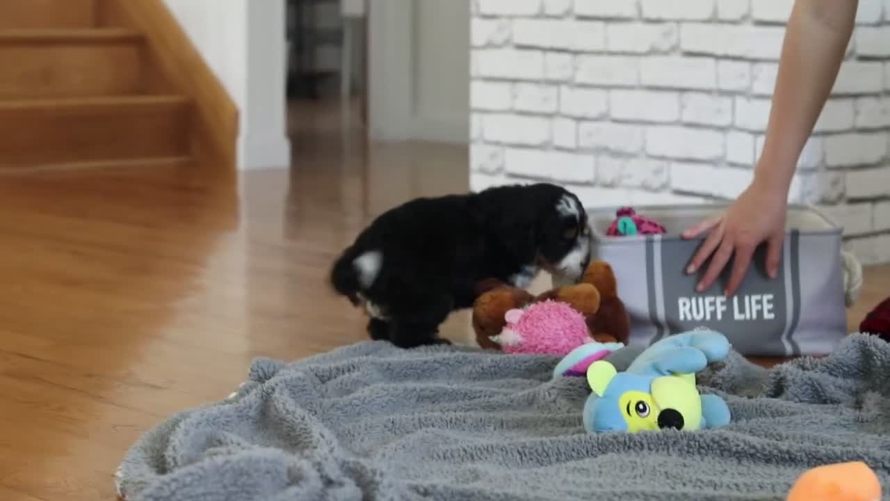 Mini Bernedoodle dogs for sale: Tyra - Video 1