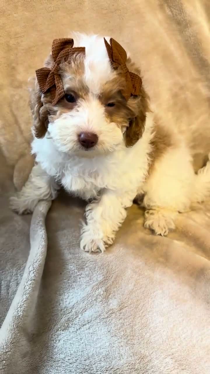 Miniature Poodle dogs for sale: Poppy- Crate and Potty Trained - Video 1