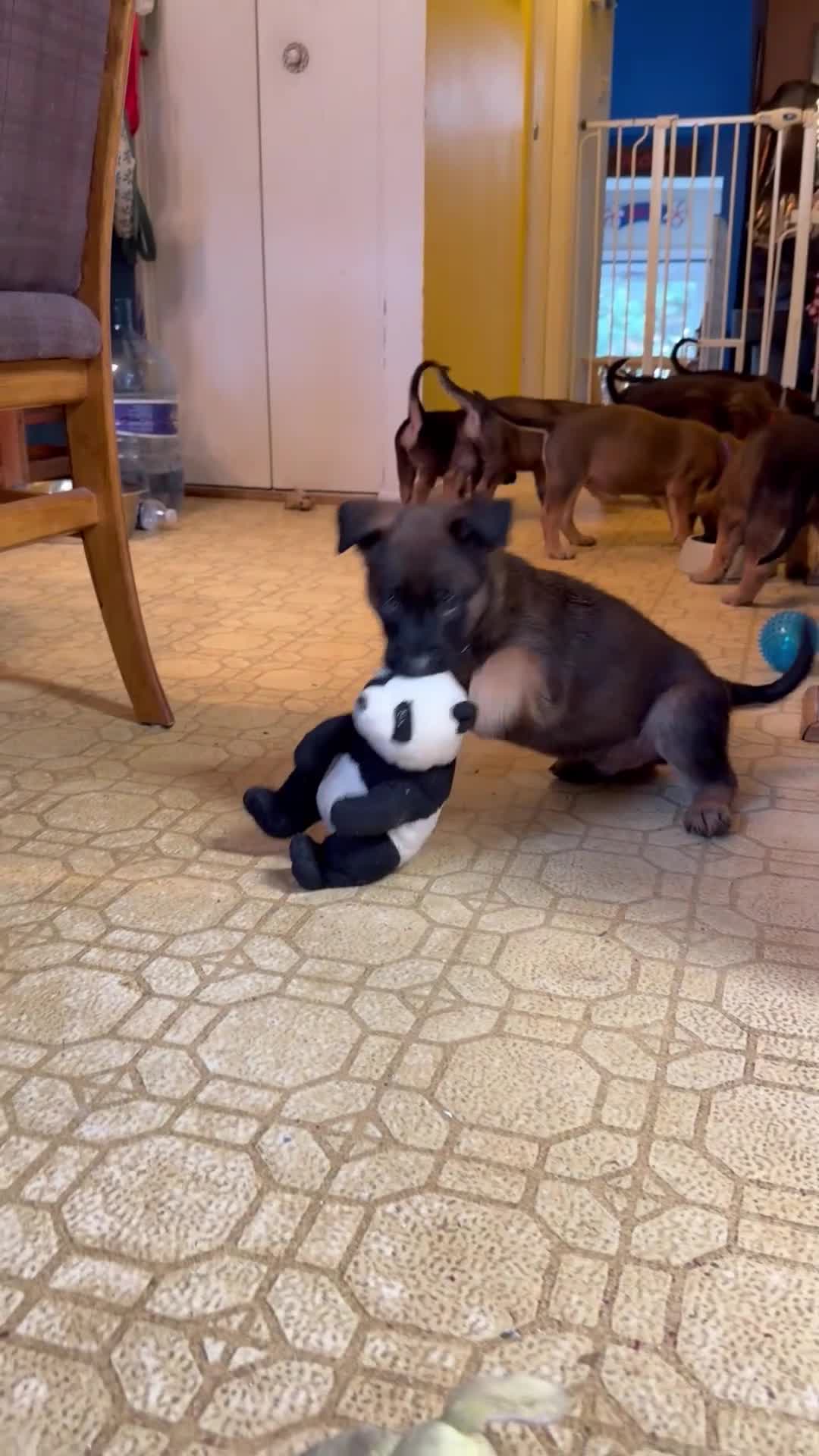 Mixed Breed dogs for sale: Mocha - Video 2