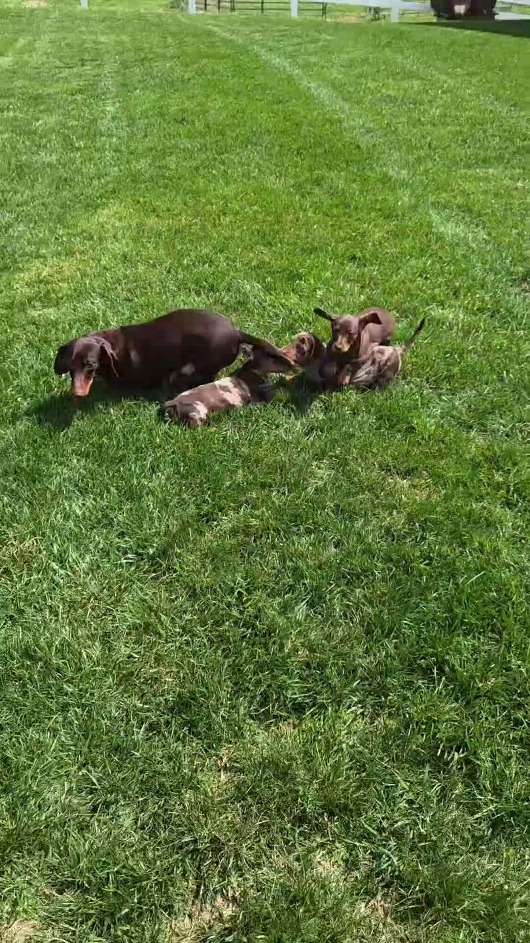 Miniature Dachshund dogs for sale: Sky - Video 1