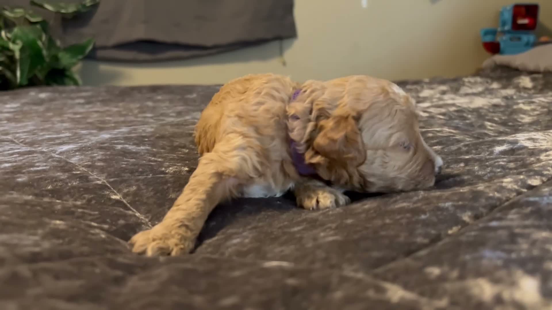 Cavapoo dogs for sale: Cavapoo 4 Purple Collar - Video 1