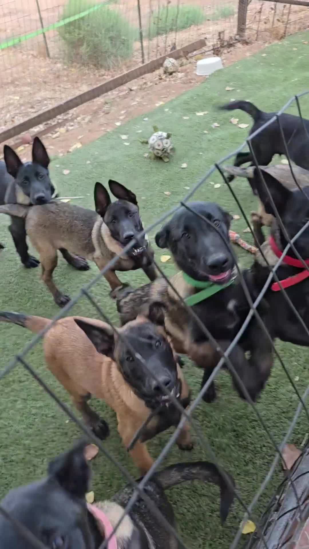 Belgian Malinois dogs for sale: Blue Collar Boy  - Video 2