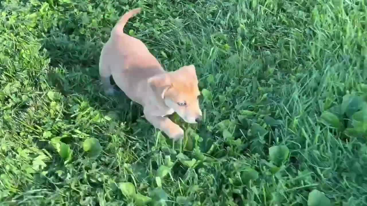 Mixed Breed dogs for sale: Unique Dorgi Female with Blue Eye - Corgi & Dachshund Mix - Video 2