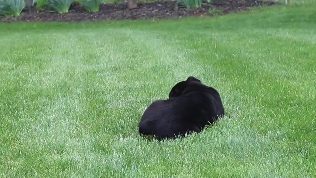 Rottweiler dogs for sale: Angela - Video 1