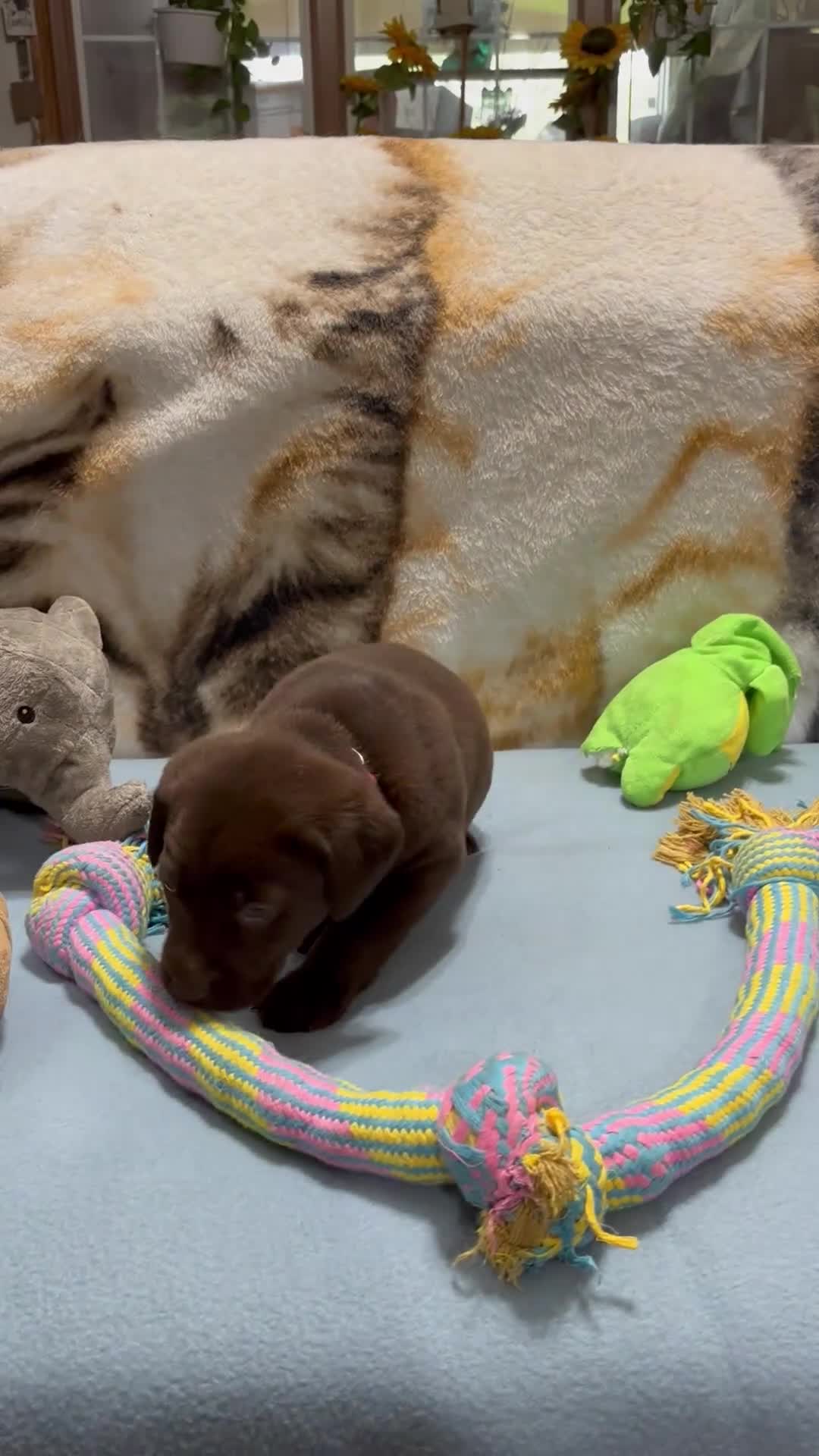 Labrador Retriever dogs for sale: Bella - Video 9