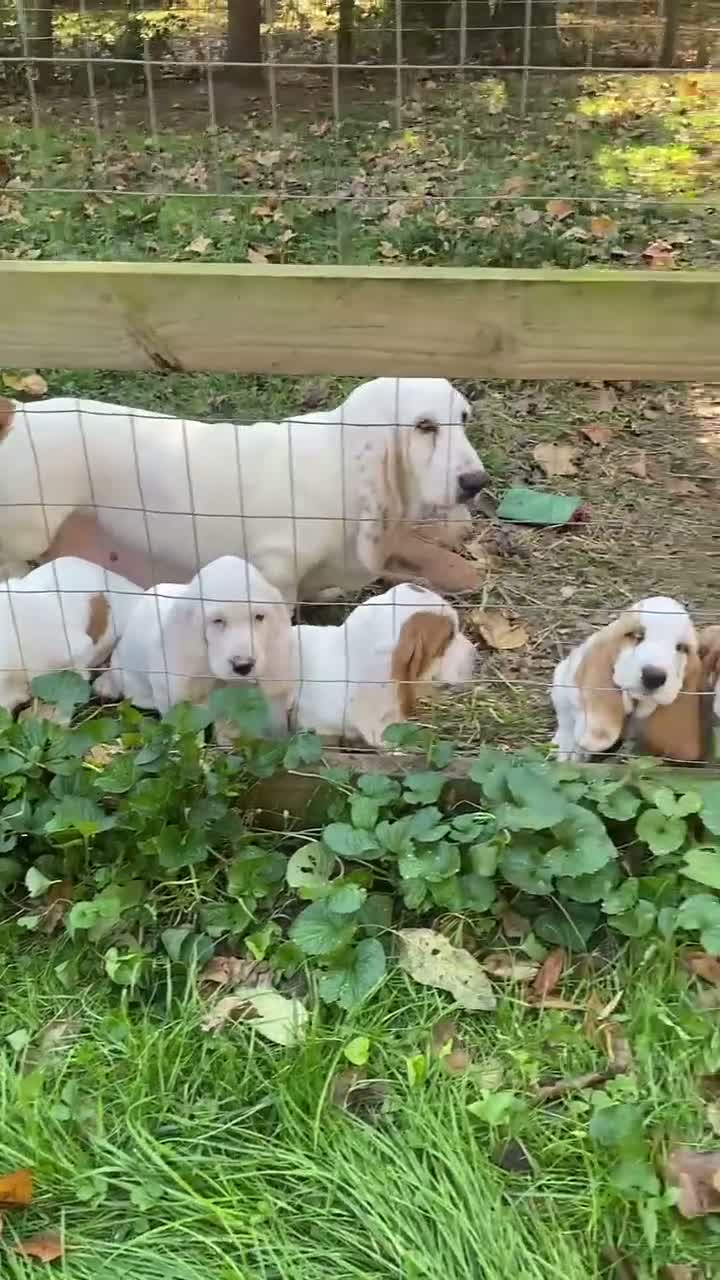 Basset Hound dogs for sale: Little Susie - Video 1
