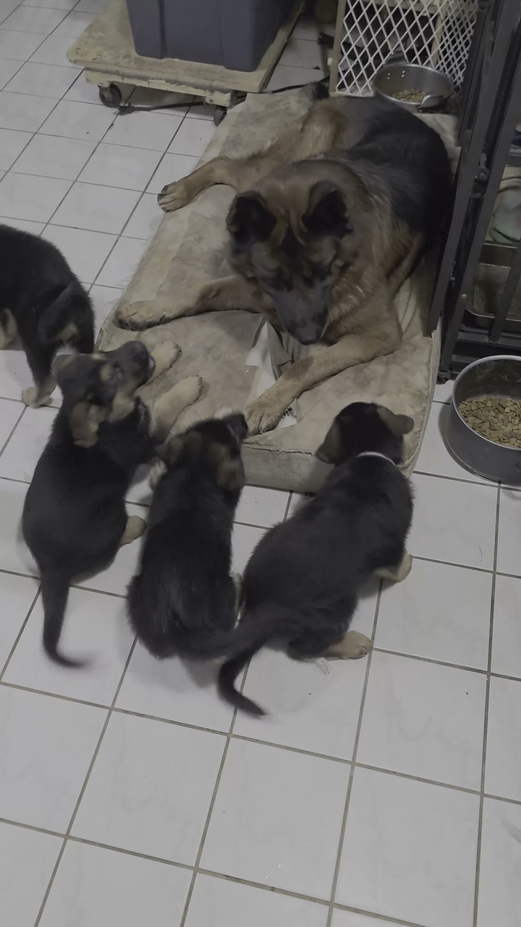 German Shepherd dogs for sale: Diesel 🐾 - Video 5