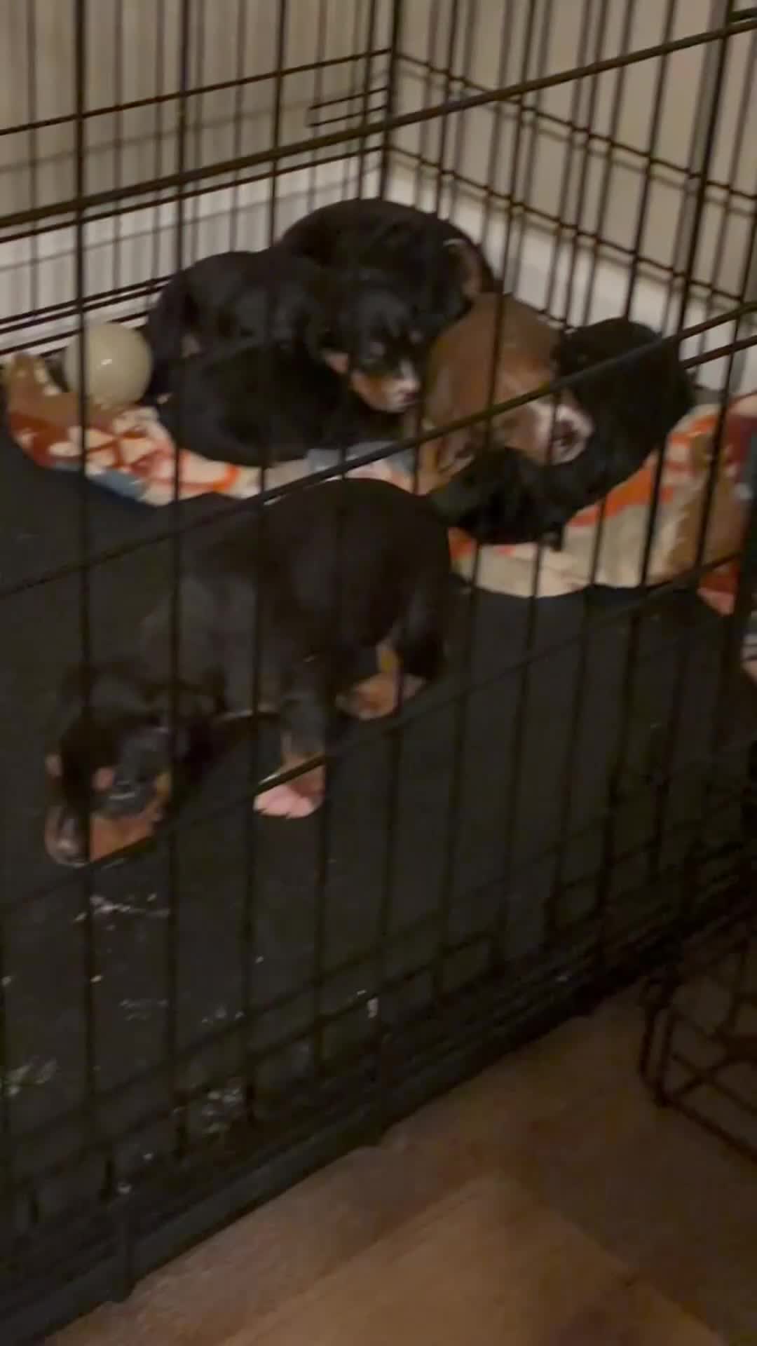 Mixed Breed dogs for sale: EJ - Video 1