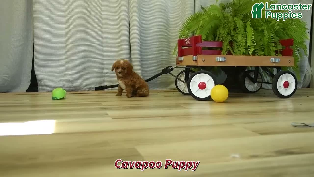 Cavapoo dogs for sale: Ryan - Video 1
