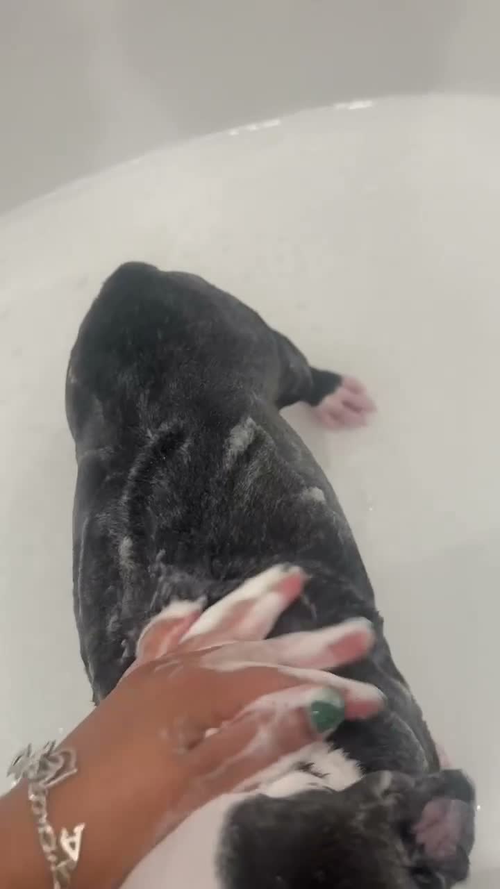 American Pit Bull Terrier dogs for sale: Princess - Video 1