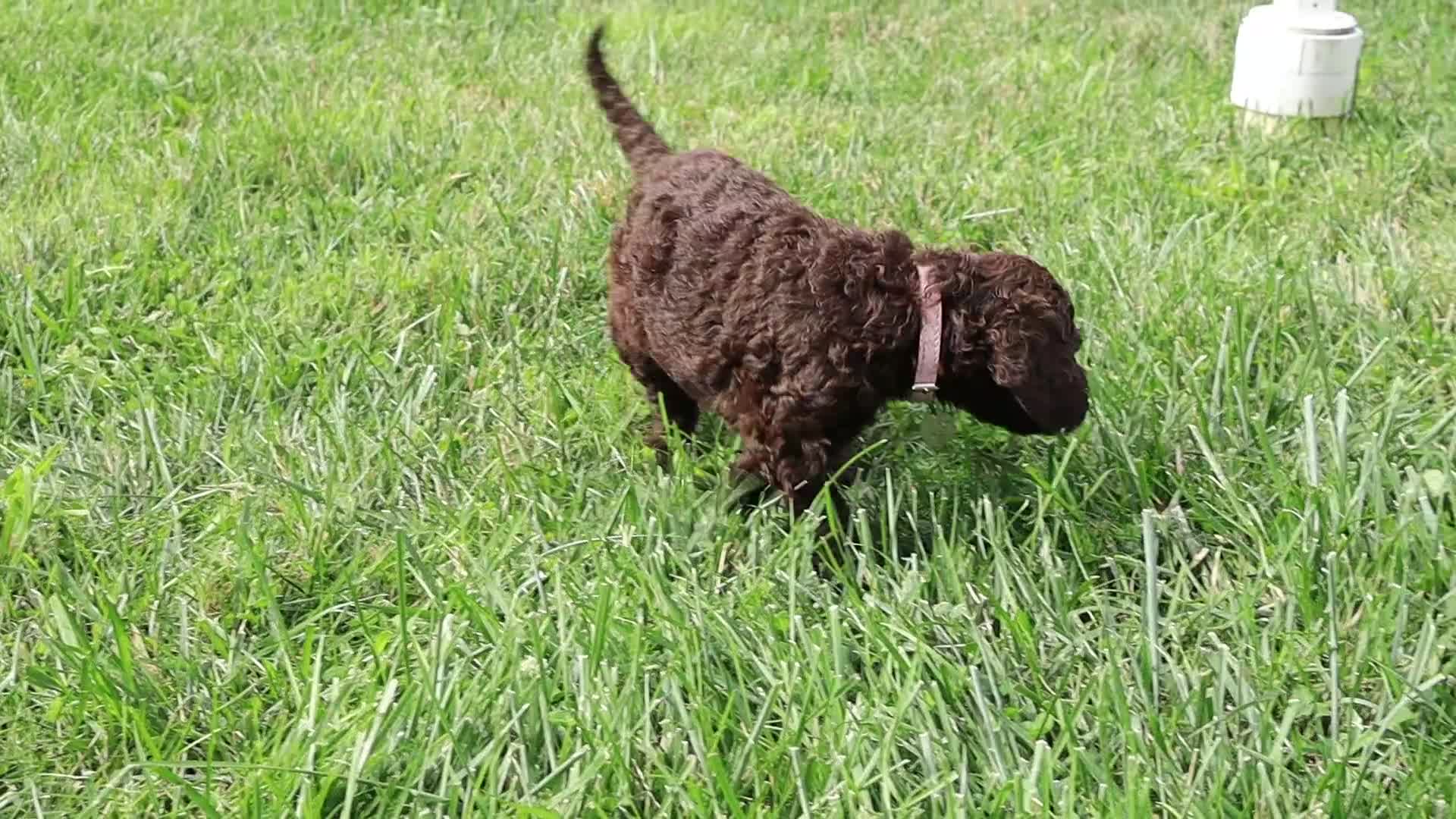 Standard Poodle dogs for sale: Ruth - Video 1