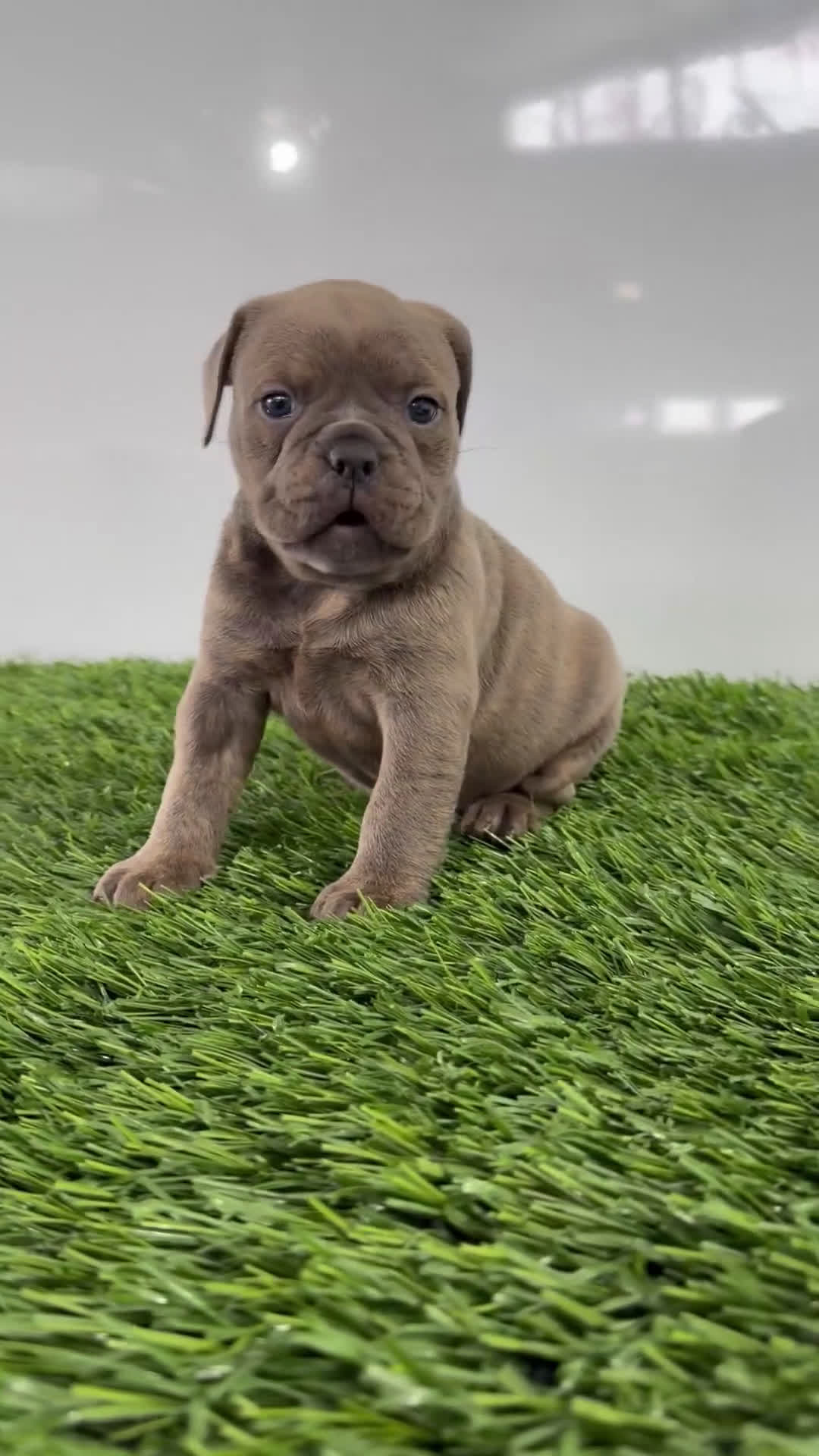 Olde English Bulldogge dogs for sale: Teela - Video 1