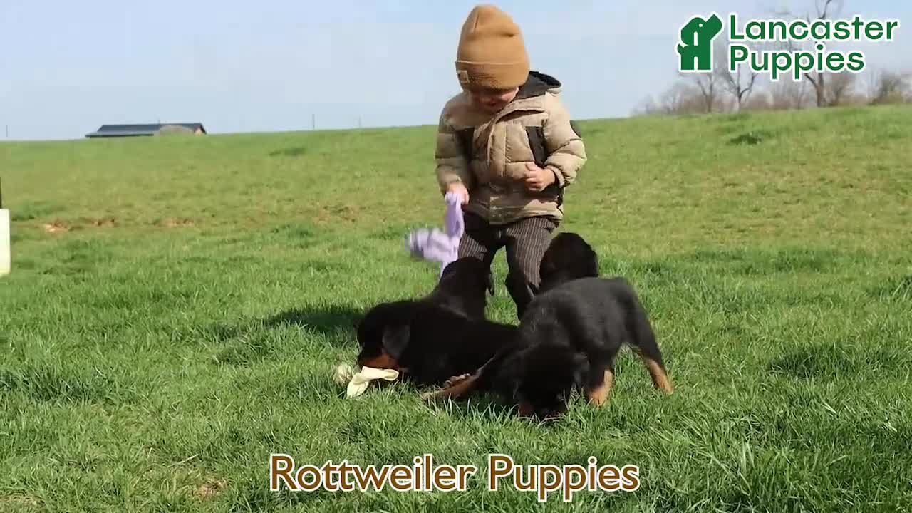 Rottweiler dogs for sale: Atlas - Video 1