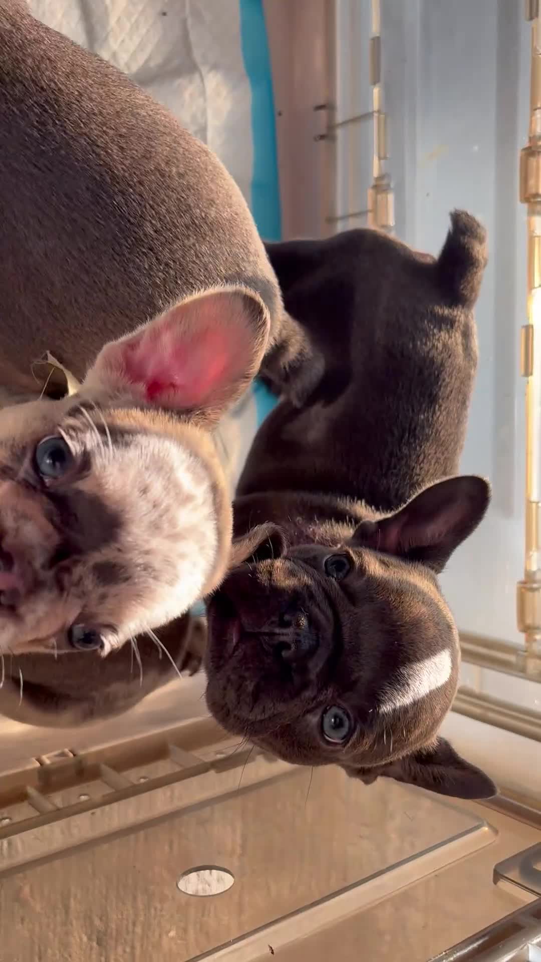 French Bulldog dogs for sale: French Bulldog 3 - Video 1