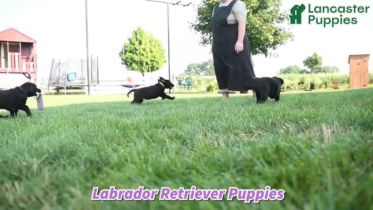 Labrador Retriever dogs for sale: Buster - Video 1
