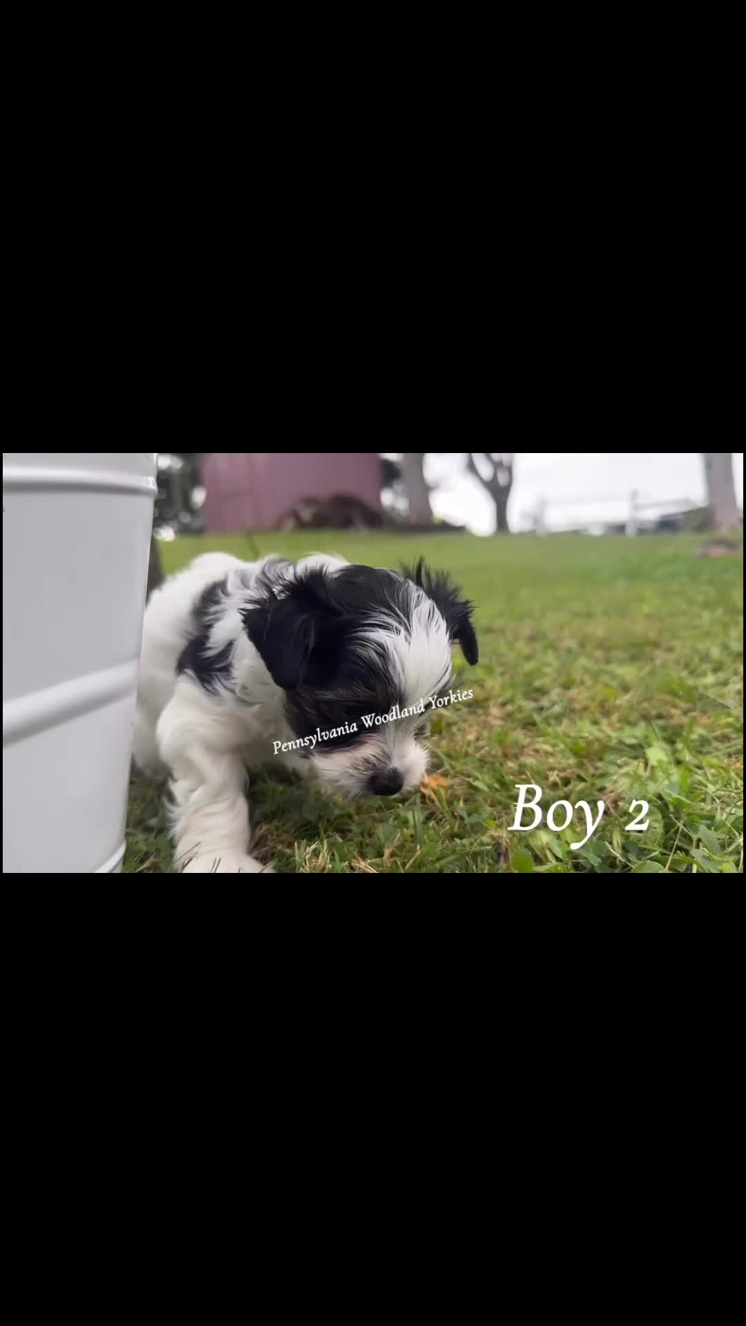 Yorkshire Terrier dogs for sale: Yorkshire Terrier 1 - Video 1
