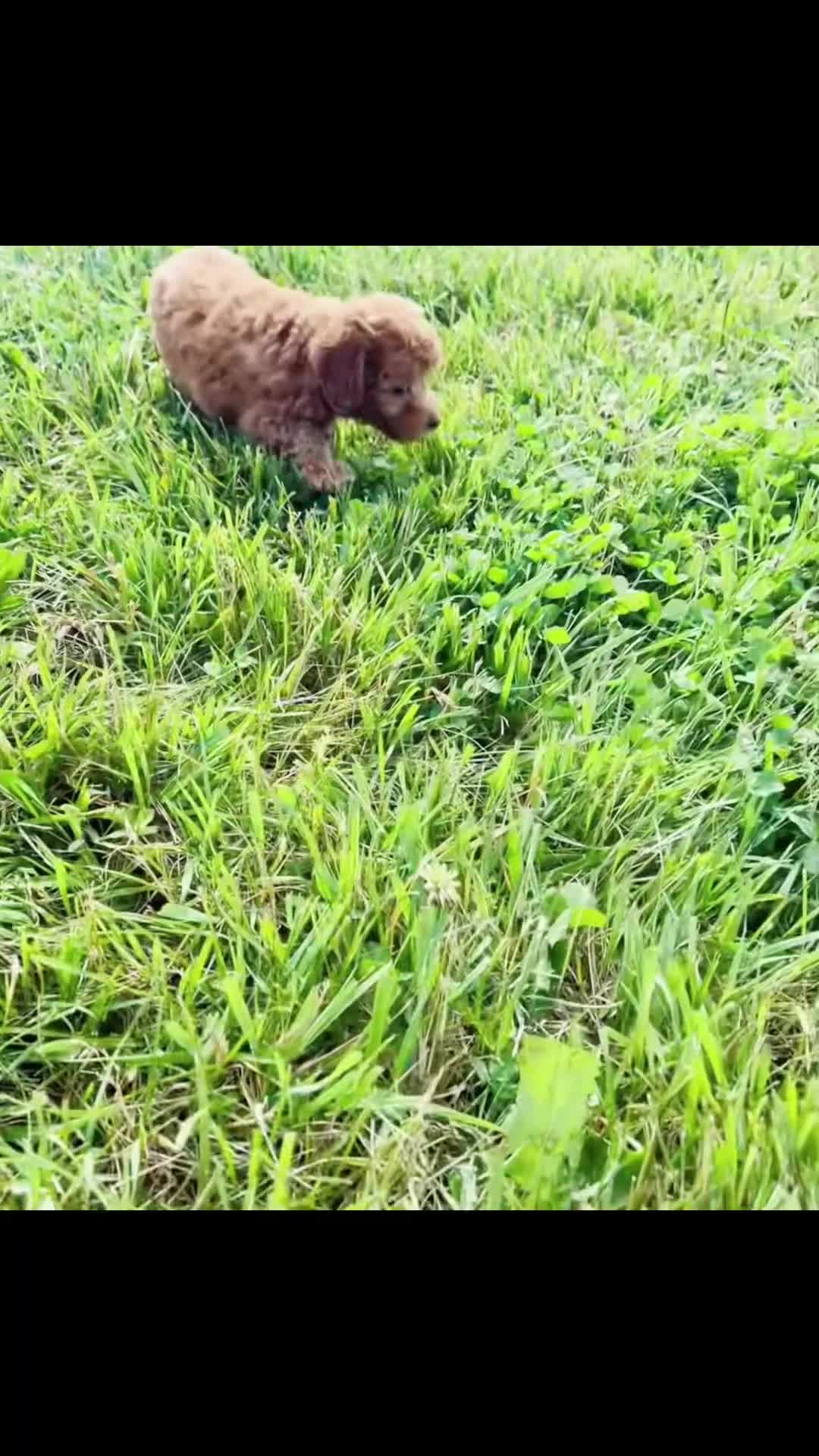 Maltipoo dogs for sale: Poppy seed F1 - Video 1