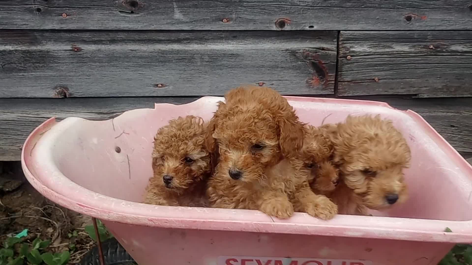 Toy Poodle dogs for sale: Muddy Paws - Video 2