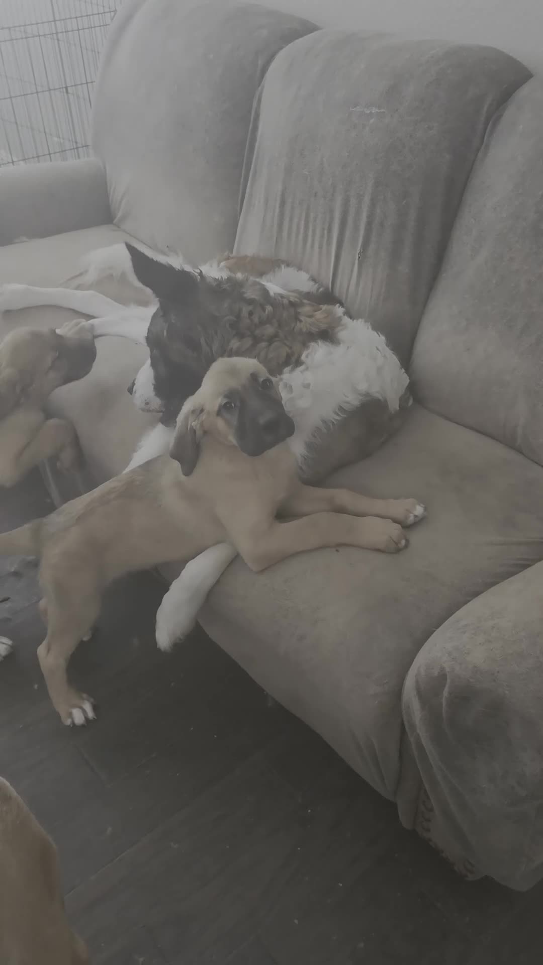 Mixed Breed dogs for sale: "Daisy" - Video 1