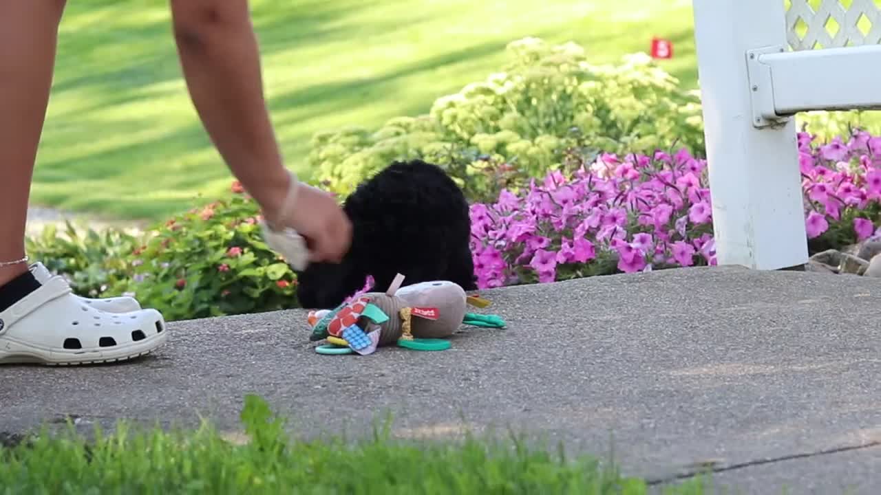 Cavapoo dogs for sale: Juniper - Video 1