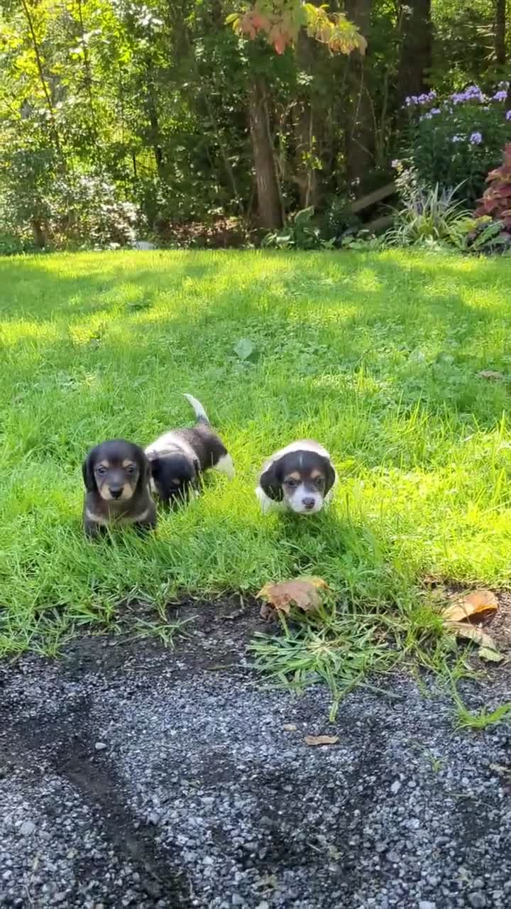 Miniature Dachshund dogs for sale: Ember - Video 1