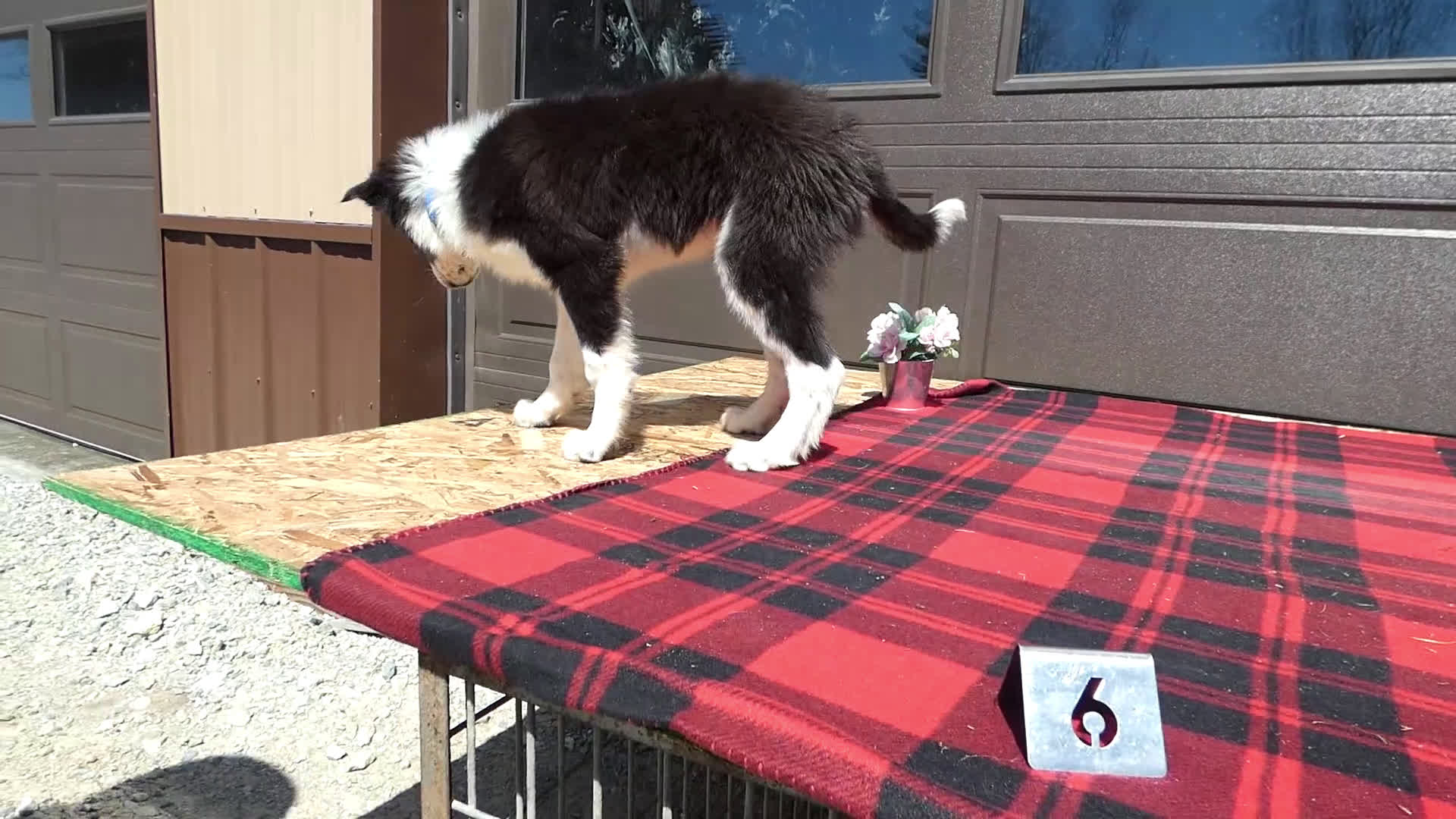 Mixed Breed dogs for sale: Australian Shepherd Puppy 5 Red Robin - Video 2